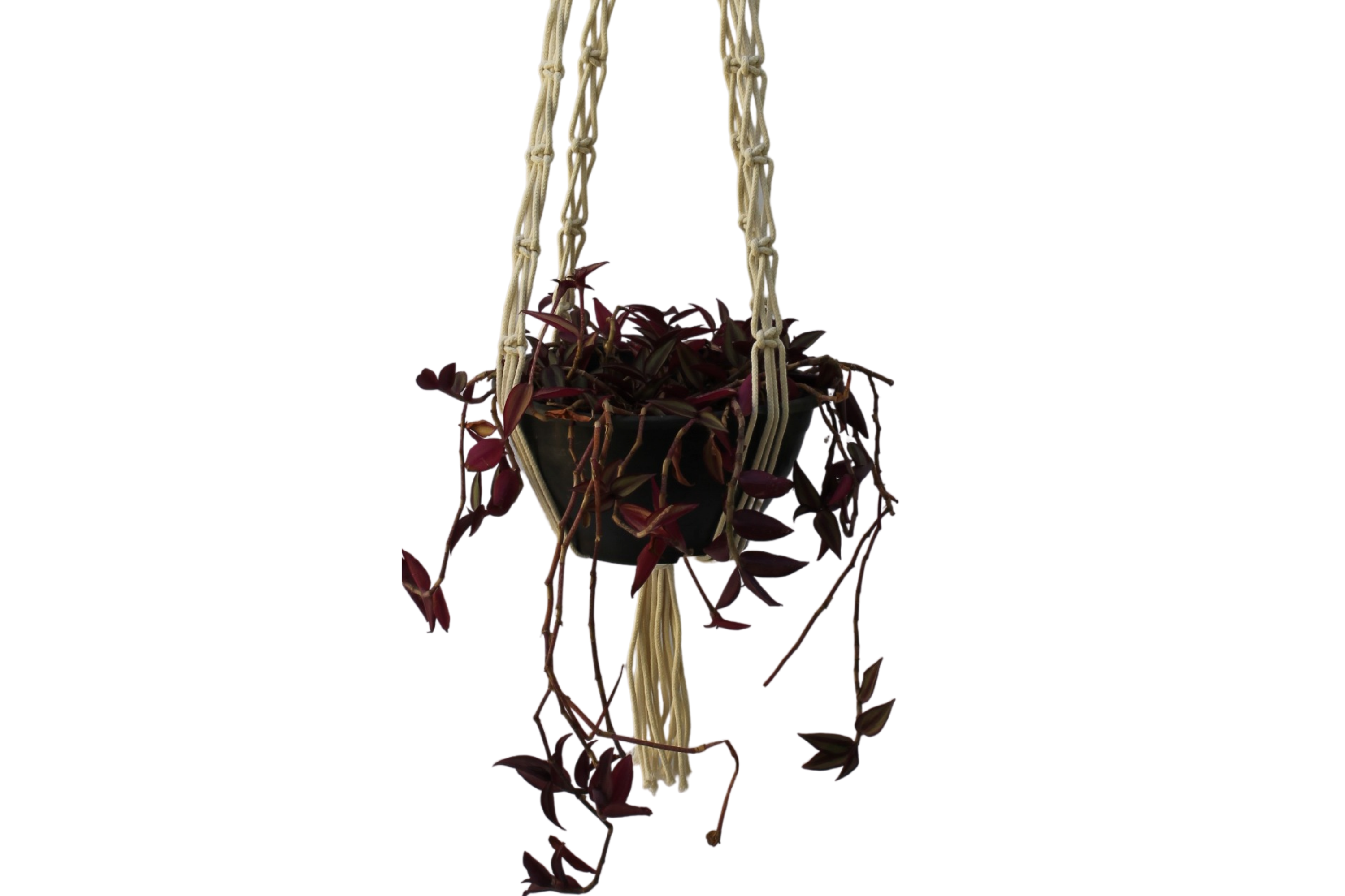 95869a_9b2f1e0afafb407f9ac33b824a02d1ddmv2